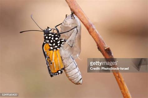 Butterfly Coming Out Of Cocoon Photos And Premium High Res Pictures