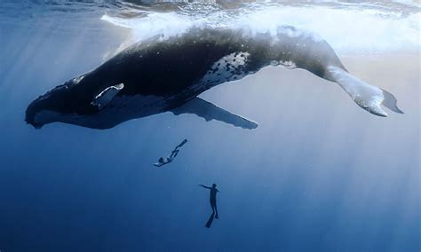 Humpback Whale Swim And Snorkel Tour From 140