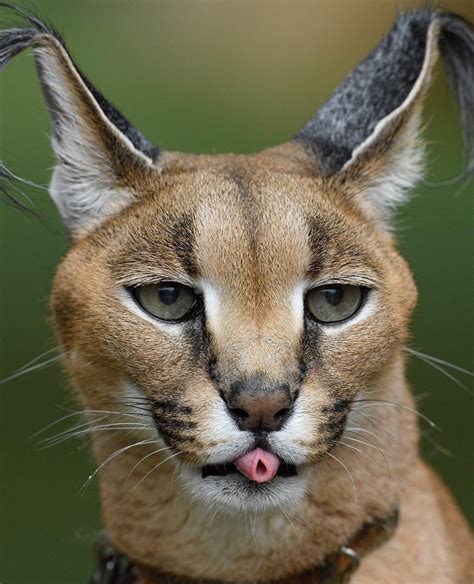 Psbattle This Caracal Sticking Its Tongue Out Rphotoshopbattles