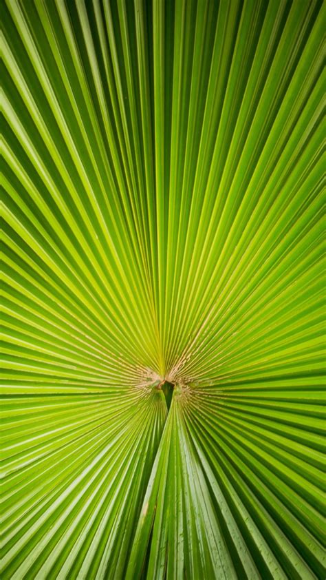 Green Palm Tree Leaf Sector 1080x1920 Iphone 8766s Plus Wallpaper