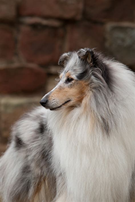Collie Rough Breeds A To Z The Kennel Club