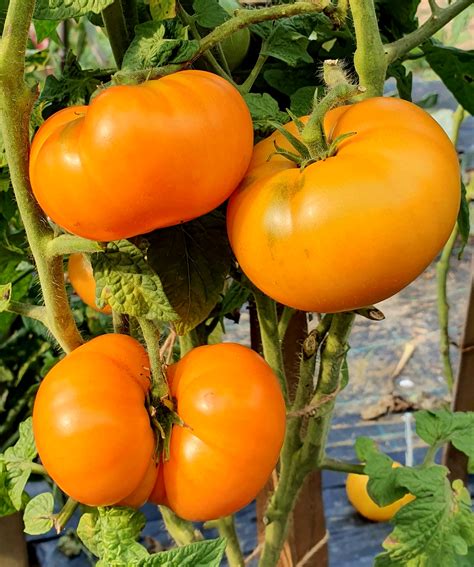 Yellow Tomatoes Blazing Beauty Dwarf Project Tomato