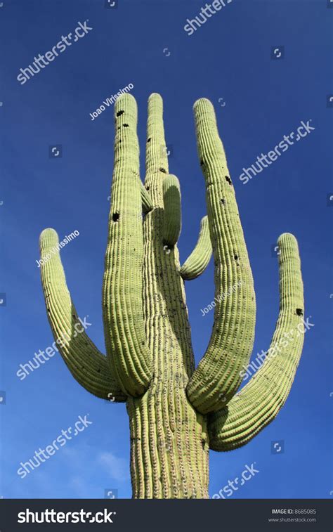 Saguaro Cactus With Several Gila Woodpecker Holes Saguaro National