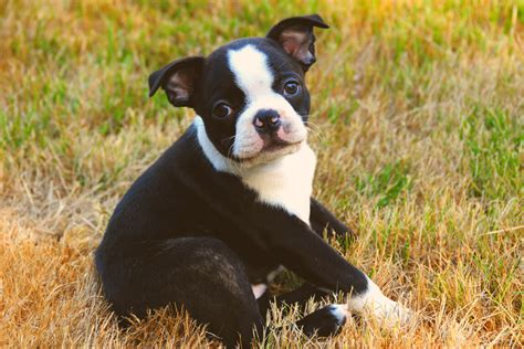 What Are Miniature Boston Terriers And Are They Great For You
