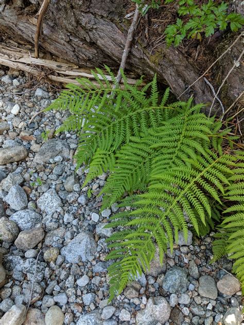 Plants can spread vegetatively from stout, chaffy rhizomes, and are capable of forming large clumps[. Athyrium filix-femina Calflora