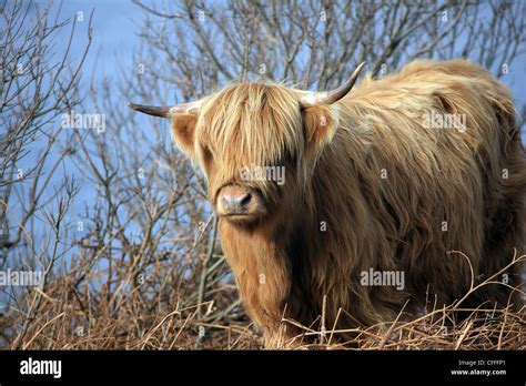 Highland Cow At The Side Of Loch Scridain On The Isle Of Mull Stock