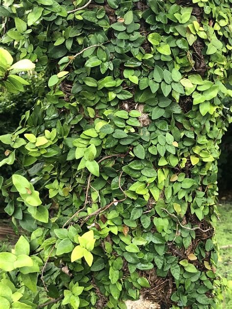 Planted directly in the ground, ficus pumila grows and climbs up to 20 feet tall. Leon Levy Native Plant Preserve - Plant Listings - Ficus ...