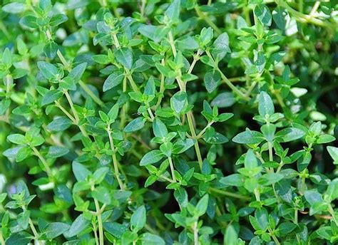 Information About Thyme Plant