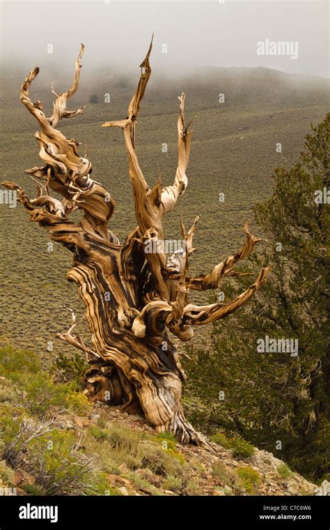 Ancient Bristlecone Pine Forest Inyo National Forest California Usa