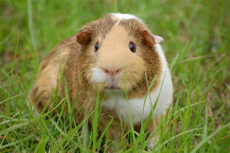 White And Brown Guinea Pig On Ground · Free Stock Photo