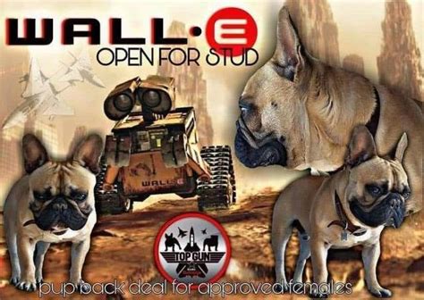 Where are french bulldogs from? Top Gun Exotic Bulldogs, French Bulldog Breeder in Oakdale ...