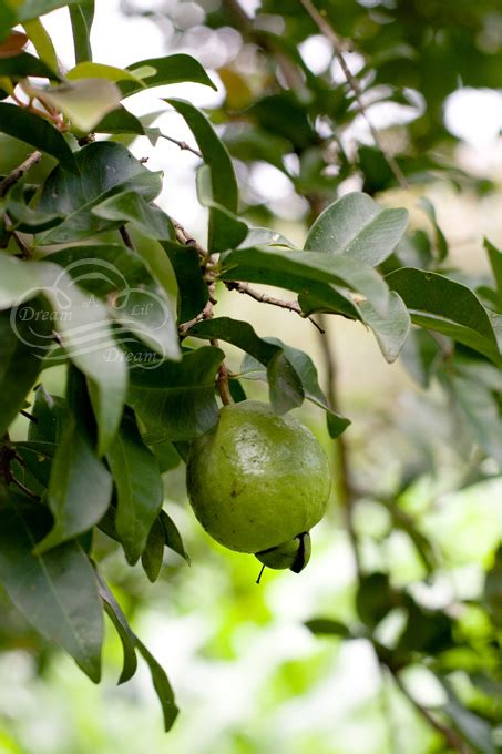 Citrus is probably the first fruit tree that comes to mind when you think of florida. Tropical Bounty: Cas Fruit Identification - Dream A Lil Dream