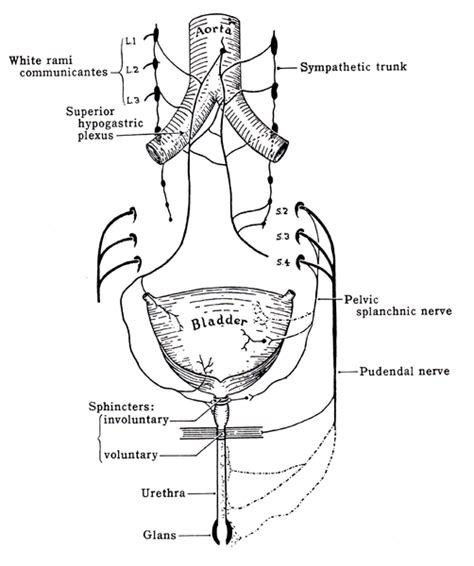Pudendal Nerve Anatomy And Function Bone And Spine