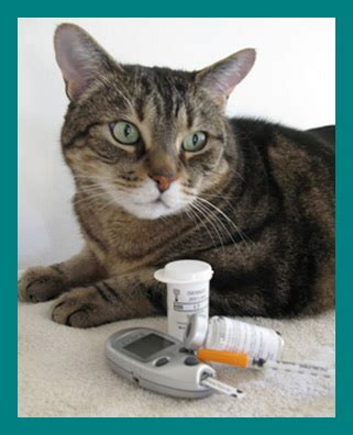 My cat uses insulin twice daily. Insulin and Starting Scales, Diabetic Cat Care