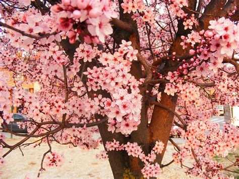 Most structural defects that occur in older trees can be prevented by pruning when the tree is young. Free Prune Tree Flowers Stock Photo - FreeImages.com