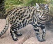 African wild cats | international society for endangered cats. Small Wild Cats List - BigCatsWildCats