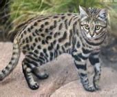 Collection by your african safari. Small Wild Cats List - BigCatsWildCats
