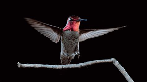 Check spelling or type a new query. Hummingbirds flying in slow motion