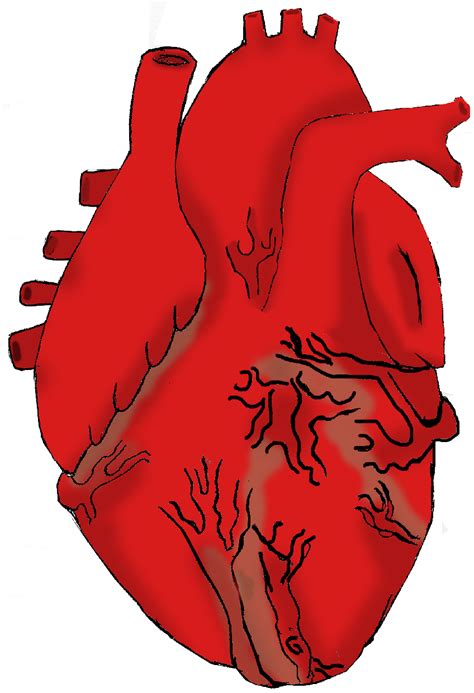 Human Heart Clipart Png Clipground
