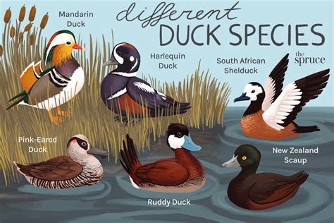 Different Types Of Ducks Found In The United States Nature Blog Network