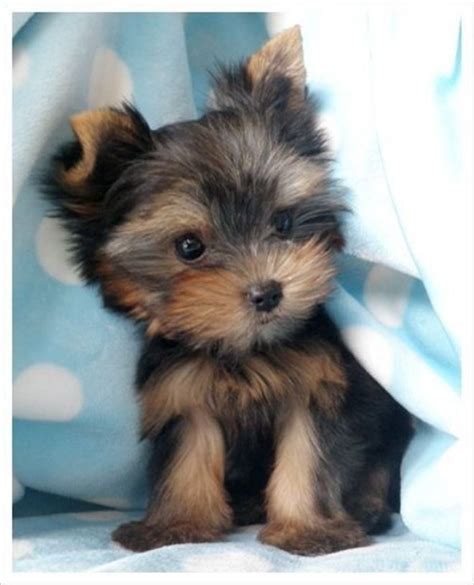 Dogs 20 Cutest Teacup Dogs In The World Leading Pets
