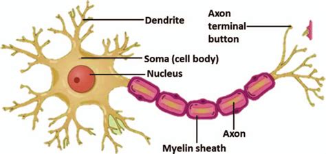 Maybe you would like to learn more about one of these? Nerve cell structure. ) unless CC License in place (see ...