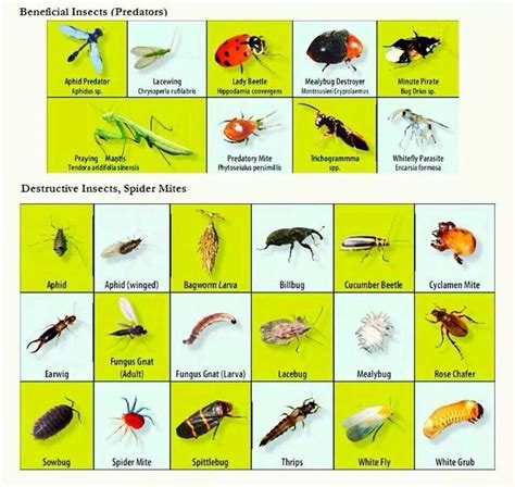 Good And Bad Insects For D Garden Slugs In Garden Garden Bugs Garden Insects Garden Pests