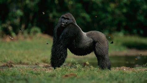 Peligra La Supervivencia Del Gorila De Montaña Uno De Los Primates Más