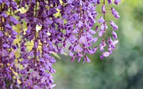 Save big w/ (16) verified wisteria coupon codes, storewide deals & wisteria price drops at amazon. Wisteria Purple Flowers Macro #6984994