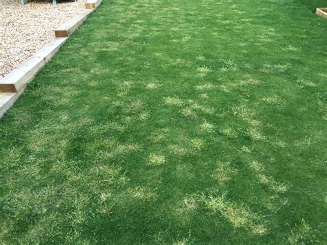 Light Grass Patches In My Grass — Bbc Gardeners World Magazine