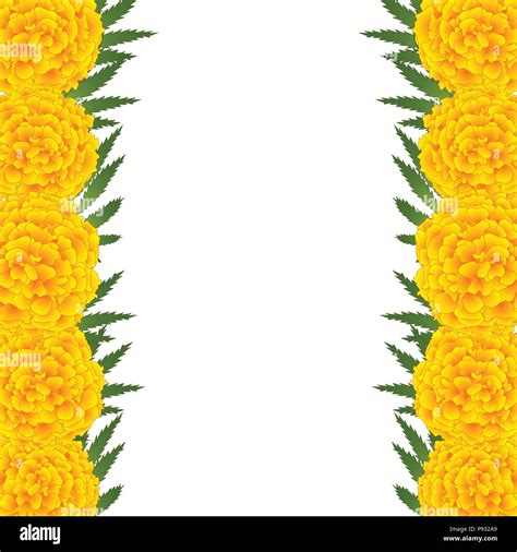 Marigold Flower Tagetes Border Isolated On White Background Vector