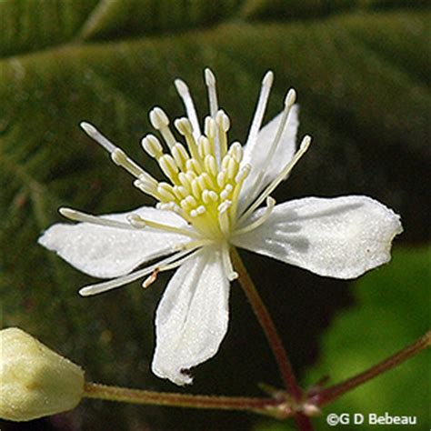 Terniflora, with flowers bisexual or 4. Virgin's Bower, Clematis virginiana L.