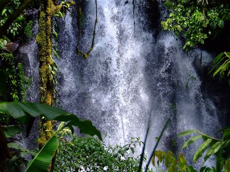 Manantial De La Sustentabilidad Bosques Tropicales Selvas O Bosques