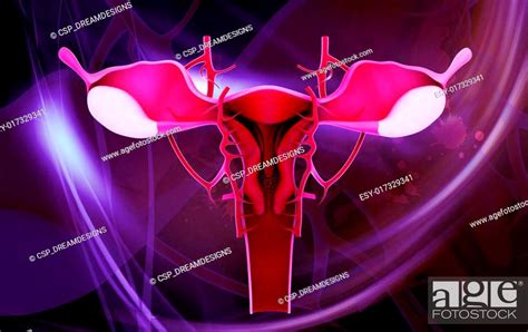 Female Reproductive System Stock Photo Picture And Low Budget Royalty