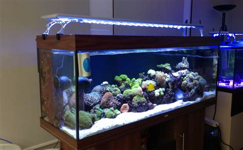 The 16 Best Led Aquarium Lighting Reviews And Beginners Guide 2022