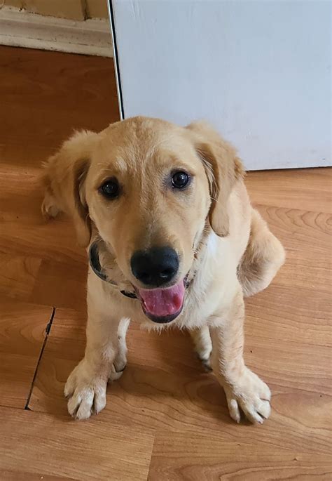 Mum is my dog, dad is a stud dog, he is kc reg and mum is our family pet holly has had a litter of 8 healthy puppies. Golden Retriever Puppies For Sale | Yonkers, NY #332965