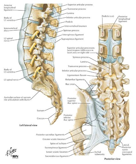Lumbar Spine And Ligaments Muscle Anatomy Nerve Anatomy Spinal Surgery