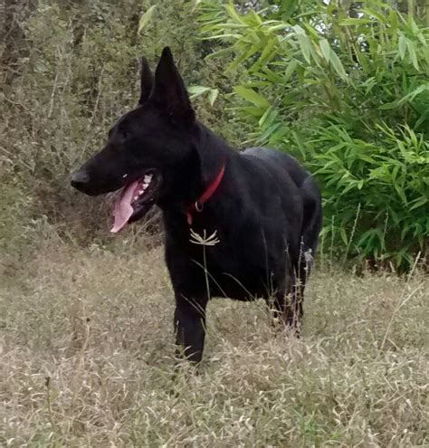 The temperaments on these stunning pups will be sound, happy and calm! Solid black long coat german shepherd