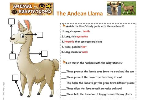 Animals Adapatations The Llamas English Esl Worksheets Pdf And Doc