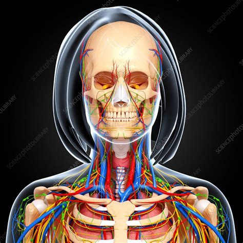 Upper Body Anatomy Artwork Stock Image F0062002 Science Photo