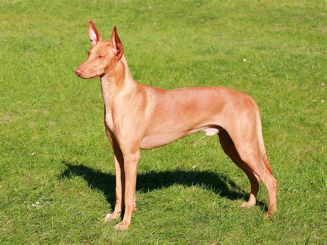 pharaoh hound breed information characteristics heath problems dogzonecom