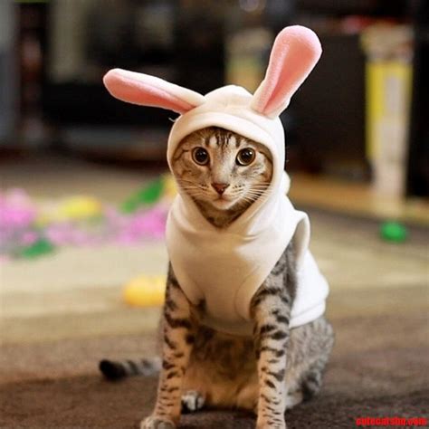 Happy Easter Cat Cute Cats HQ Pictures Of Cute Cats And Kittens Free Pictures Of Funny Cats