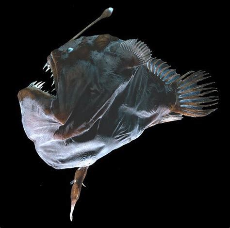 Angler Fish Finding Nemo