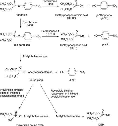 Figure 3 3 Metabolism Of Parathion Toxicological Profile For