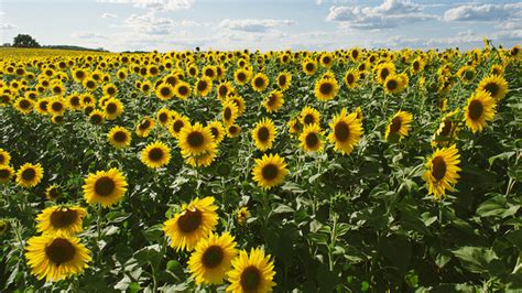 10 Glorious Facts About Sunflowers Mental Floss