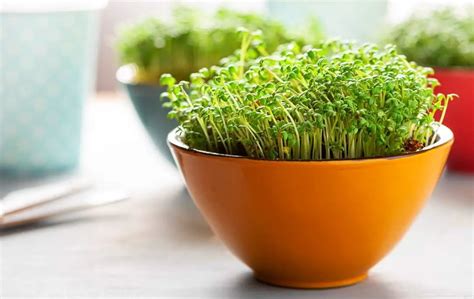 How To Grow Microgreen Indoors Slick Garden