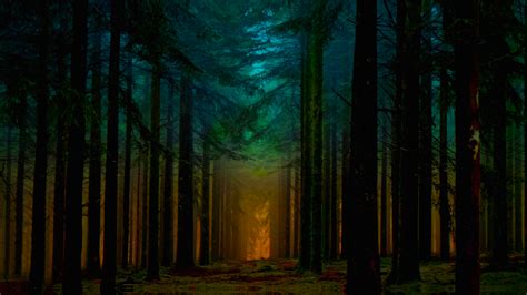 Forest At Dawn Hd Wallpaper Background Image 2048x1152 Id673642
