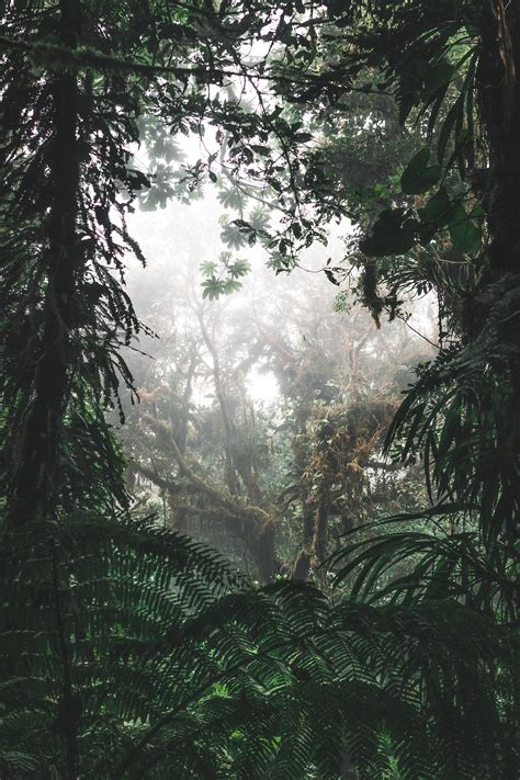 Shop our merchandising range and our releases. Download wallpaper 4000x6000 jungle, forest, fog, trees ...