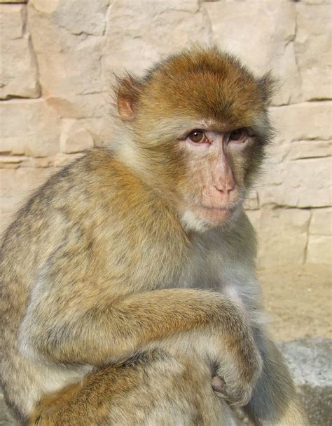 Barbary Ape Zoochat