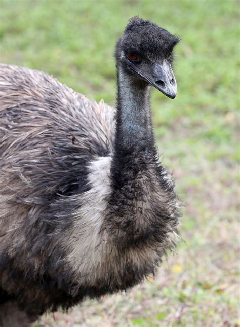 Police Capture Pair Of Runaway Emus In Coastal Texas Wsyx